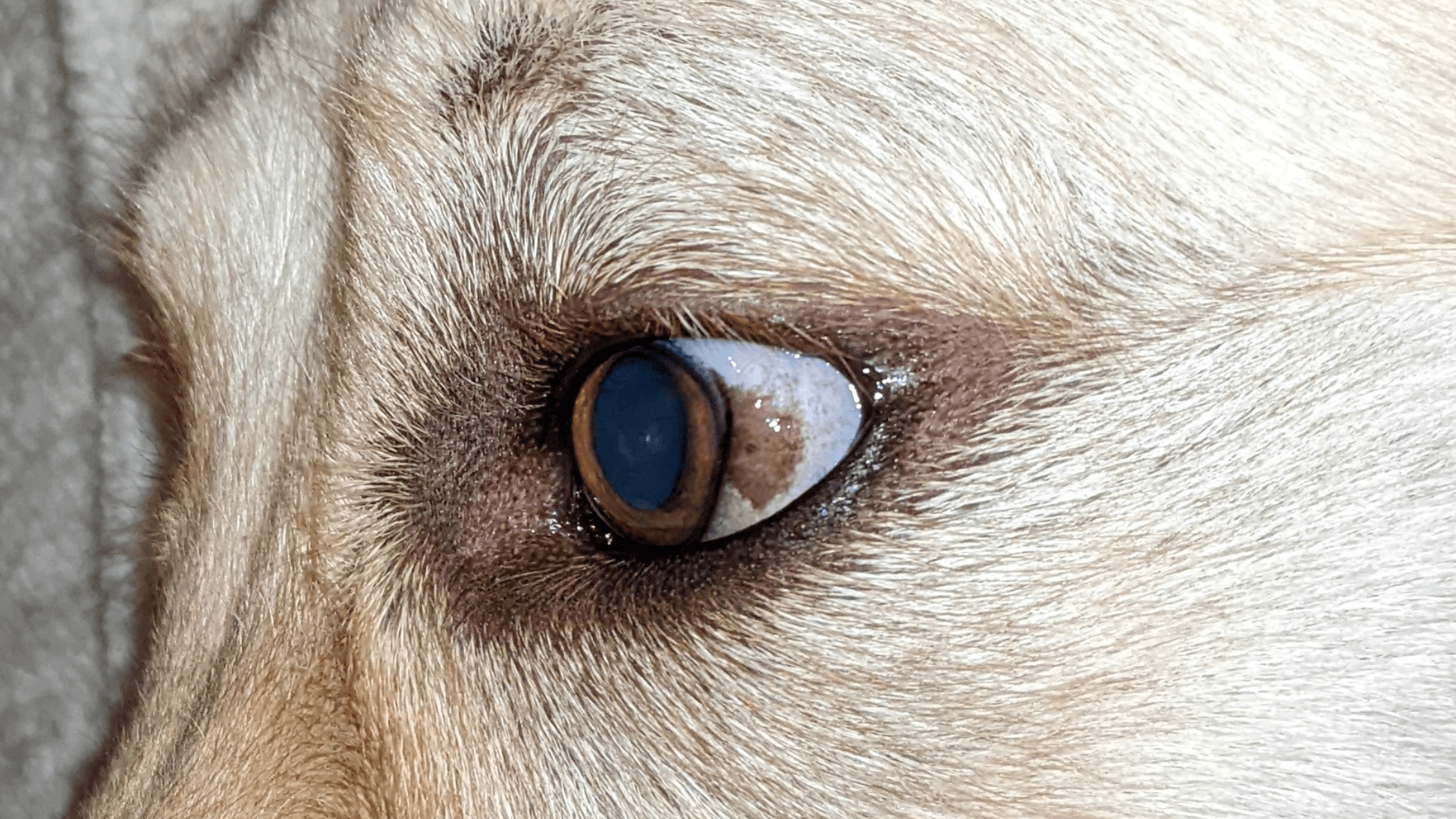 Brown Pigment In White Of Dog's Eye Is It Pigmentary Keratitis?