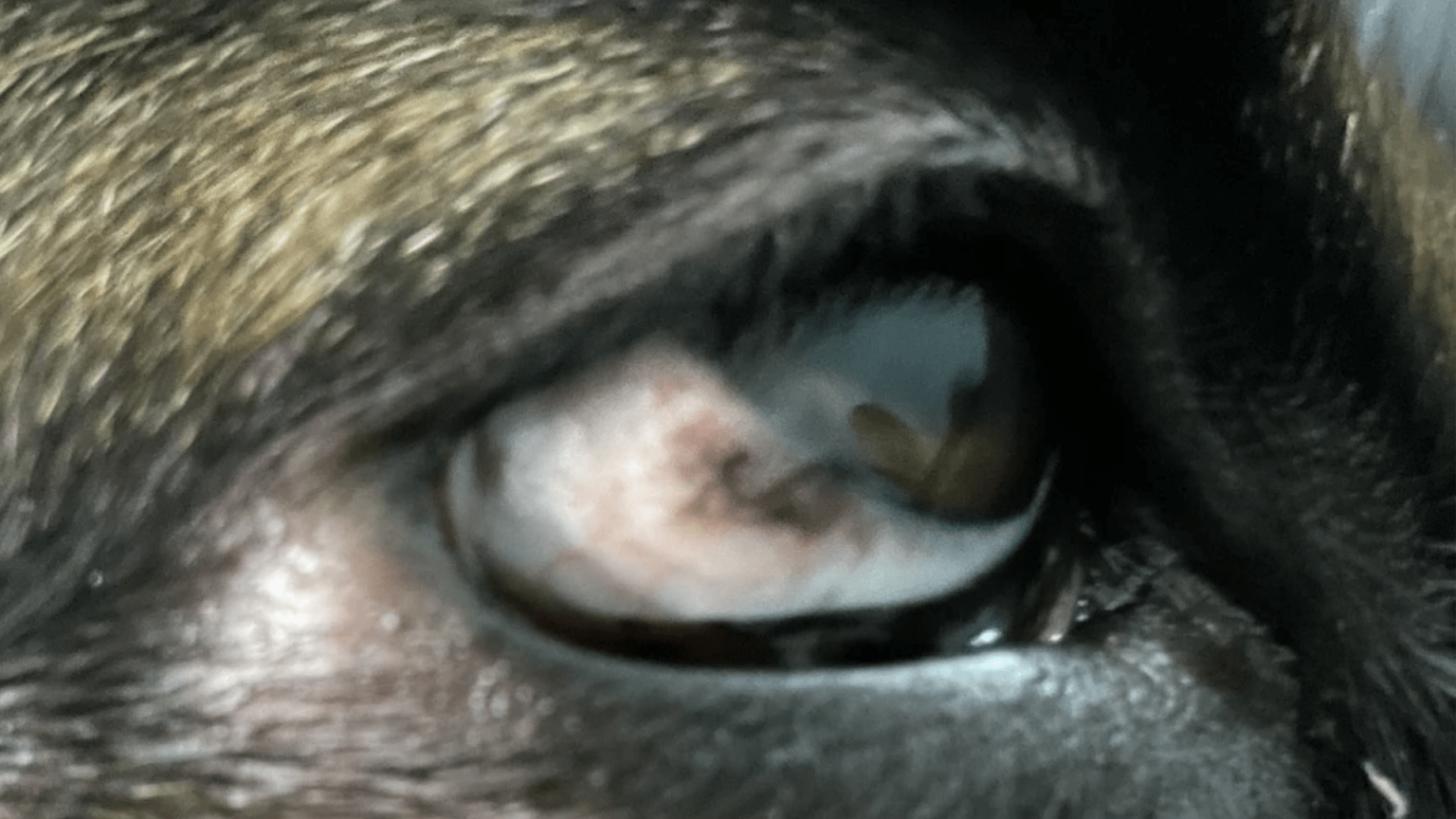 Brown Pigment In White Of Dog's Eye Is It Pigmentary Keratitis?