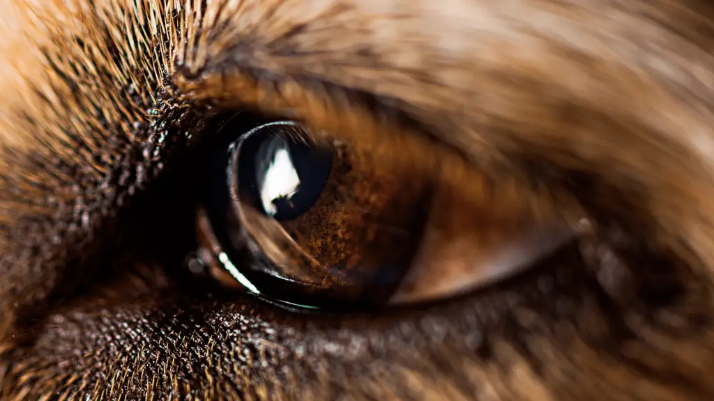 dog eye pigment