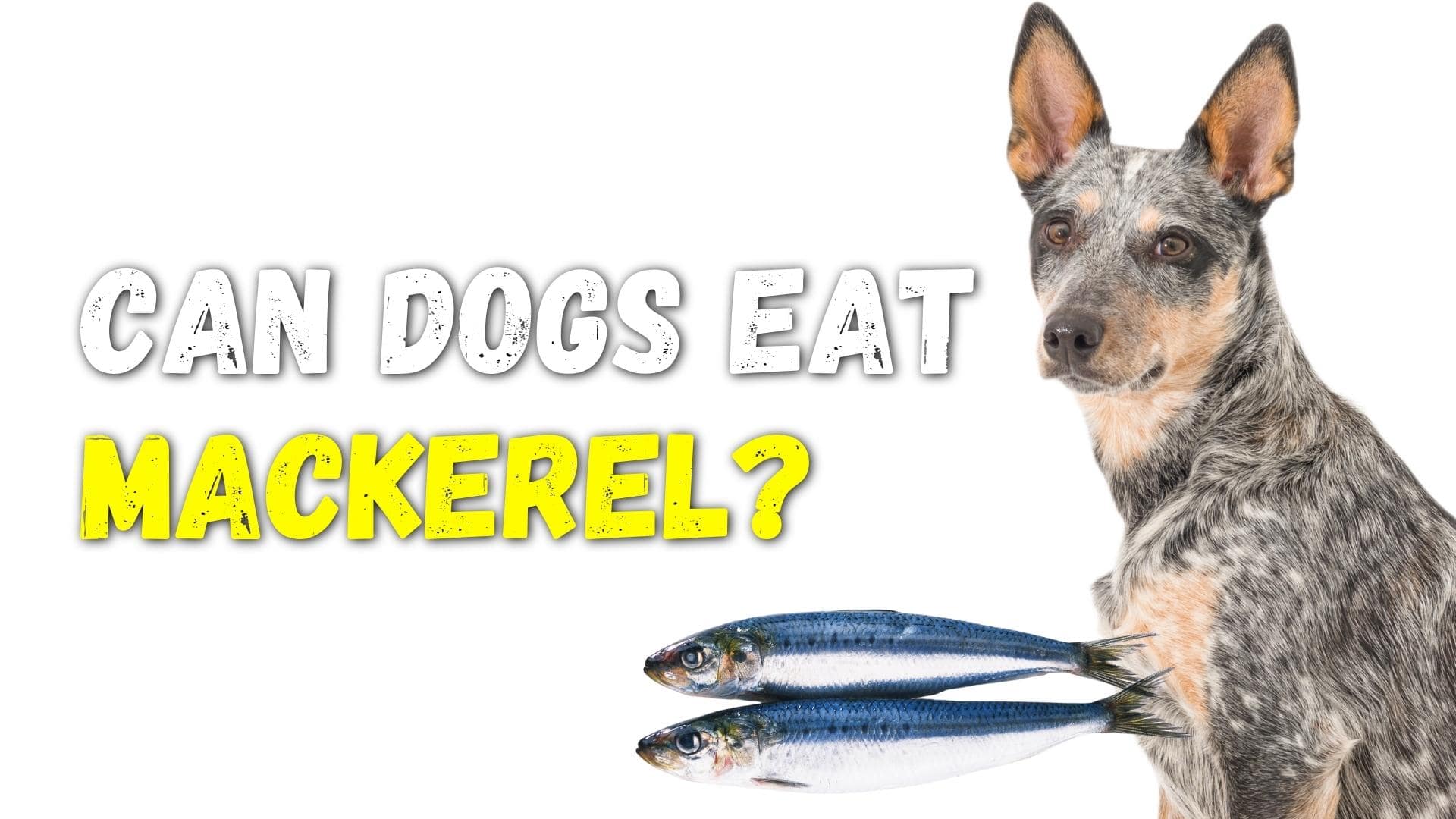 Can Dogs Eat Mackerel? Is Mackerel Good For Dogs? (Vet Tips)
