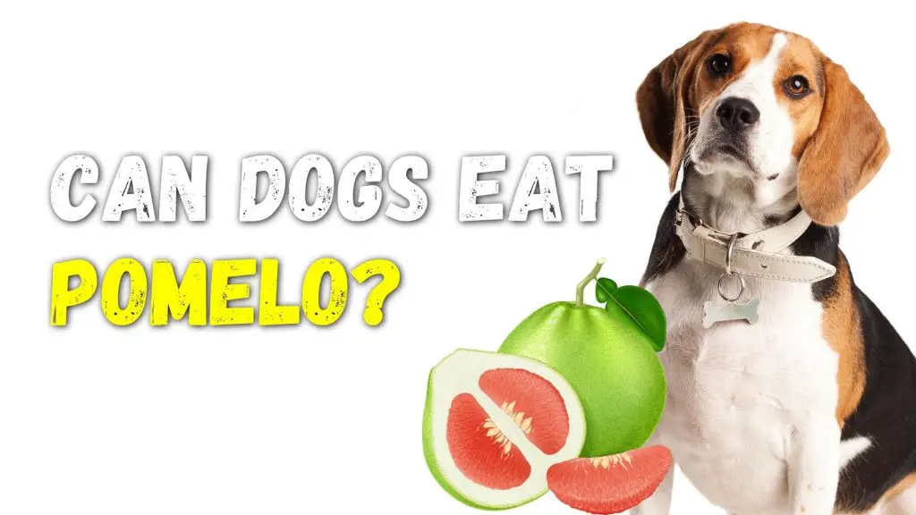 Can Dogs Eat Pomelo