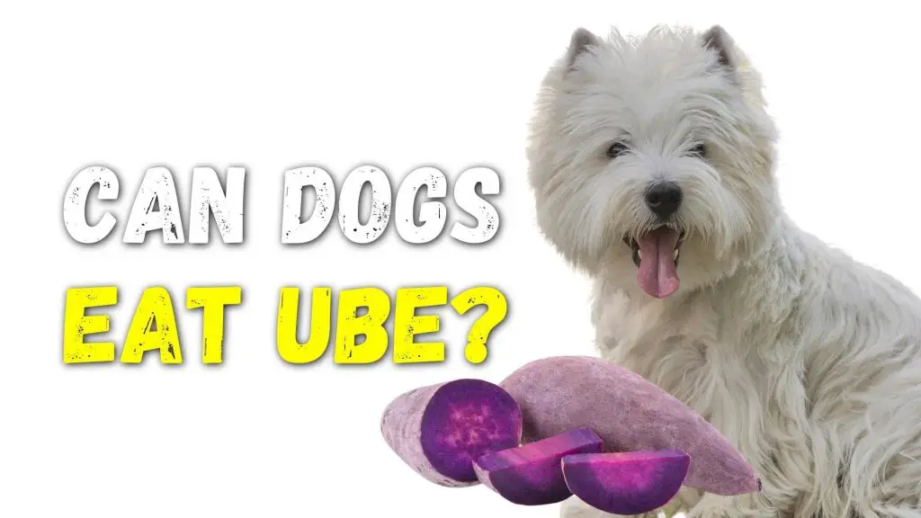 Can Dogs Eat Ube