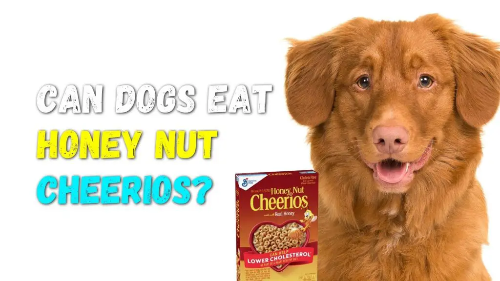 Can dogs eat Honey Nut Cheerios