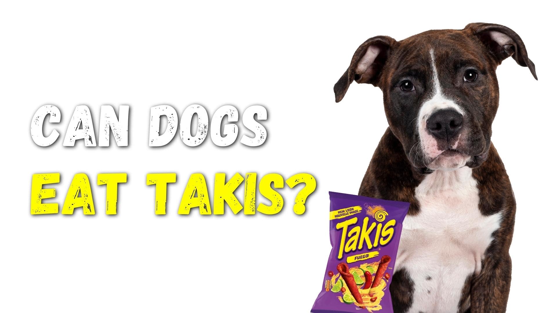 Can Dogs Eat Takis? Dangers & Tips If They Do (Vet Answers)