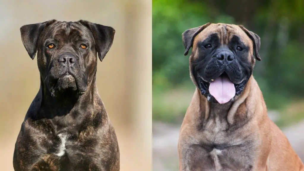 Cane Corso Bullmastiff Mix