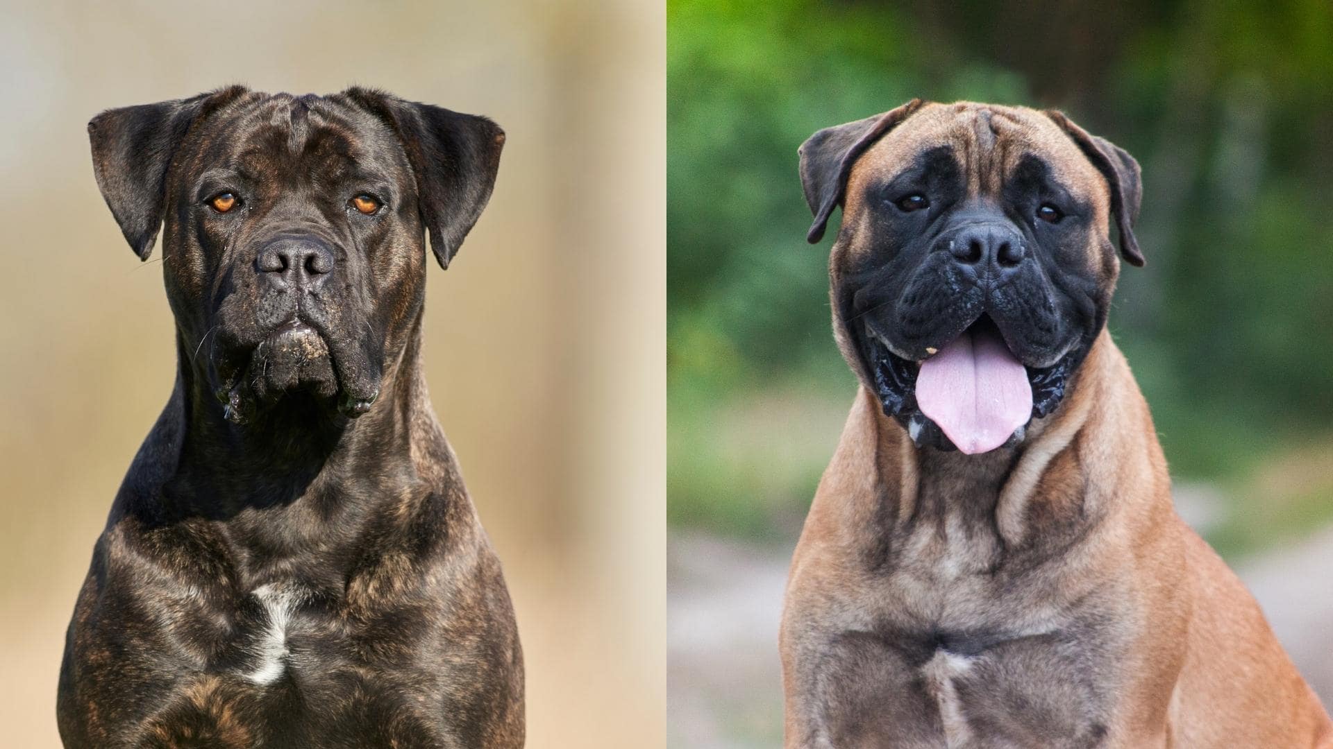 Cane Corso Bullmastiff Mix: Everything You Need To Know