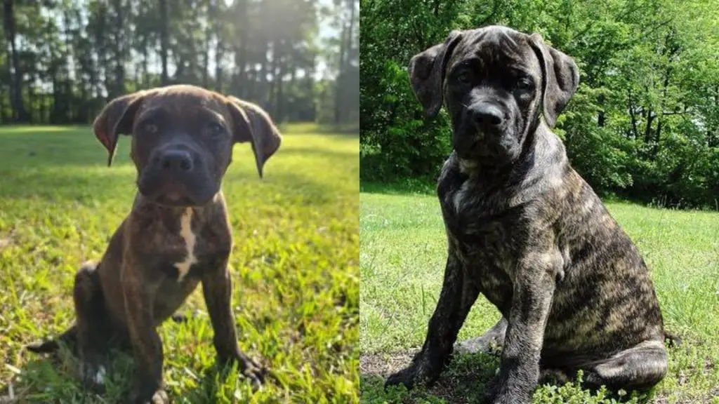 Cane Corso Bullmastiff Mix puppy