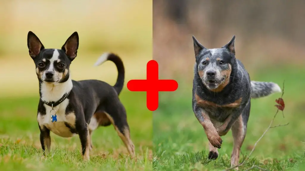 Chihuahua Cattle Dog Mix (AKA The Chi Heeler): Breed Profile