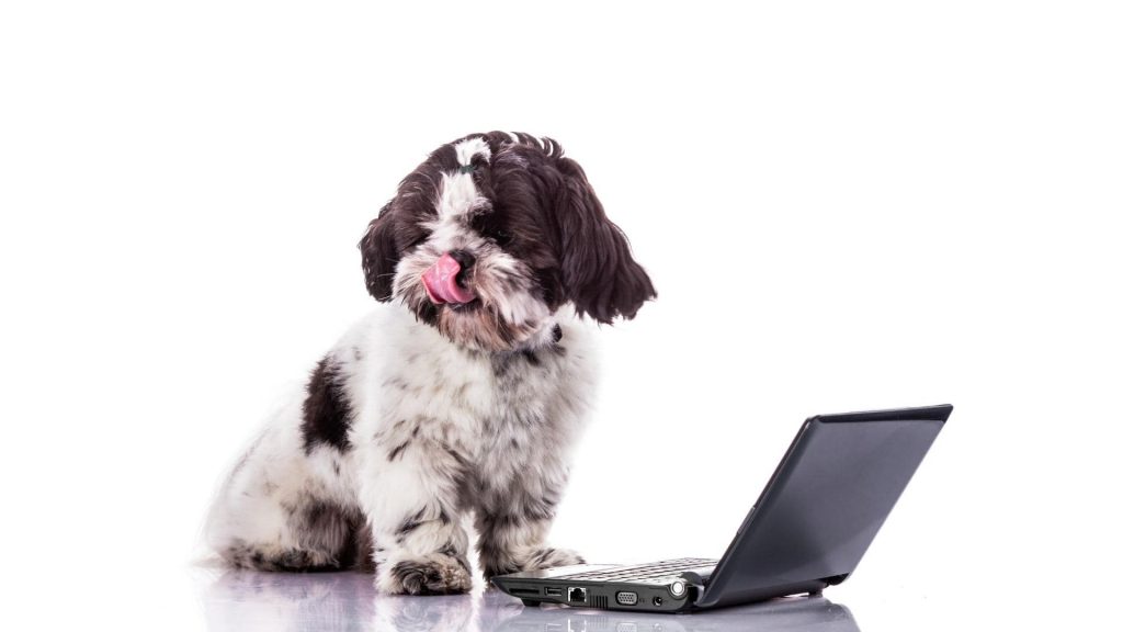 Black And White Shih Tzu puppy