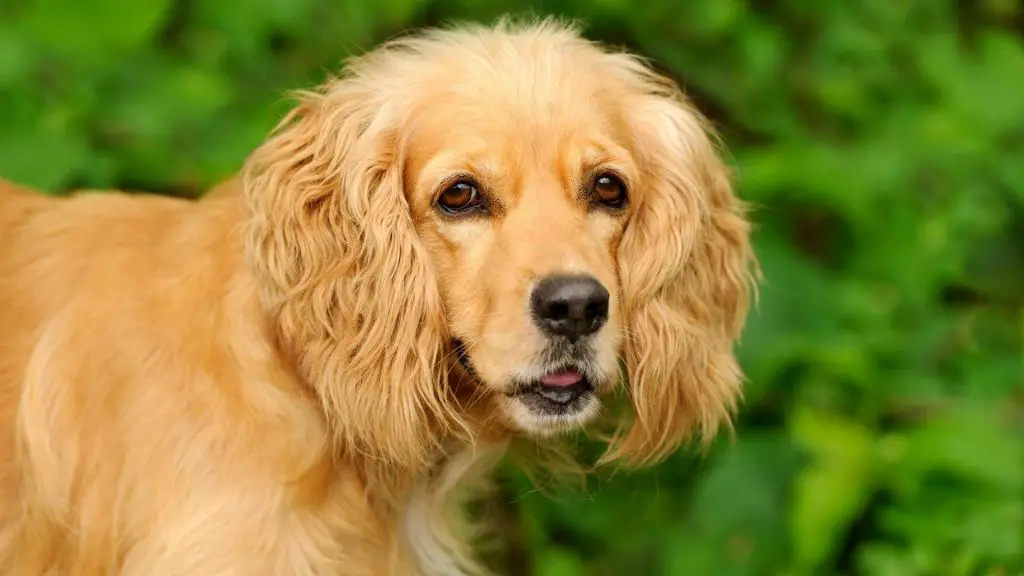 Cocker Spaniel