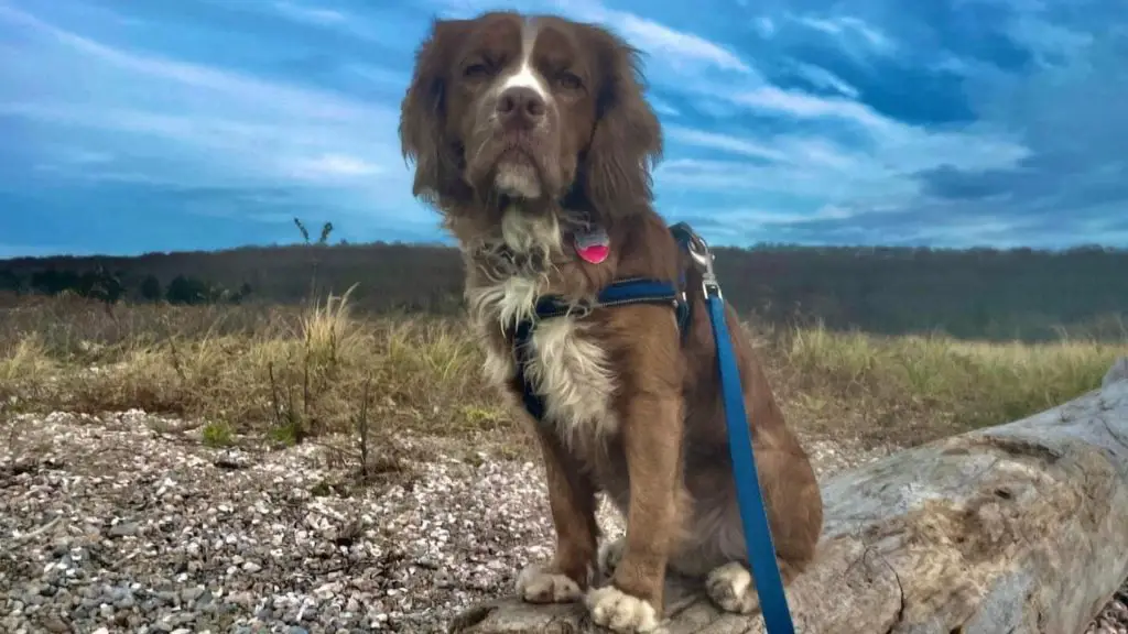 Cocker Spaniel Pitbull Mix