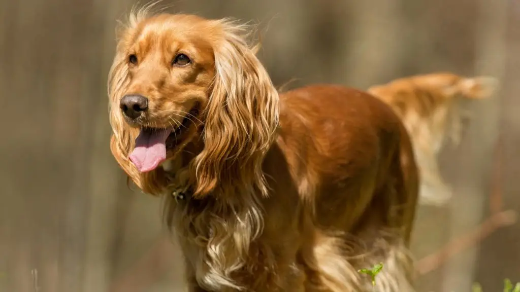 Cocker Spaniel