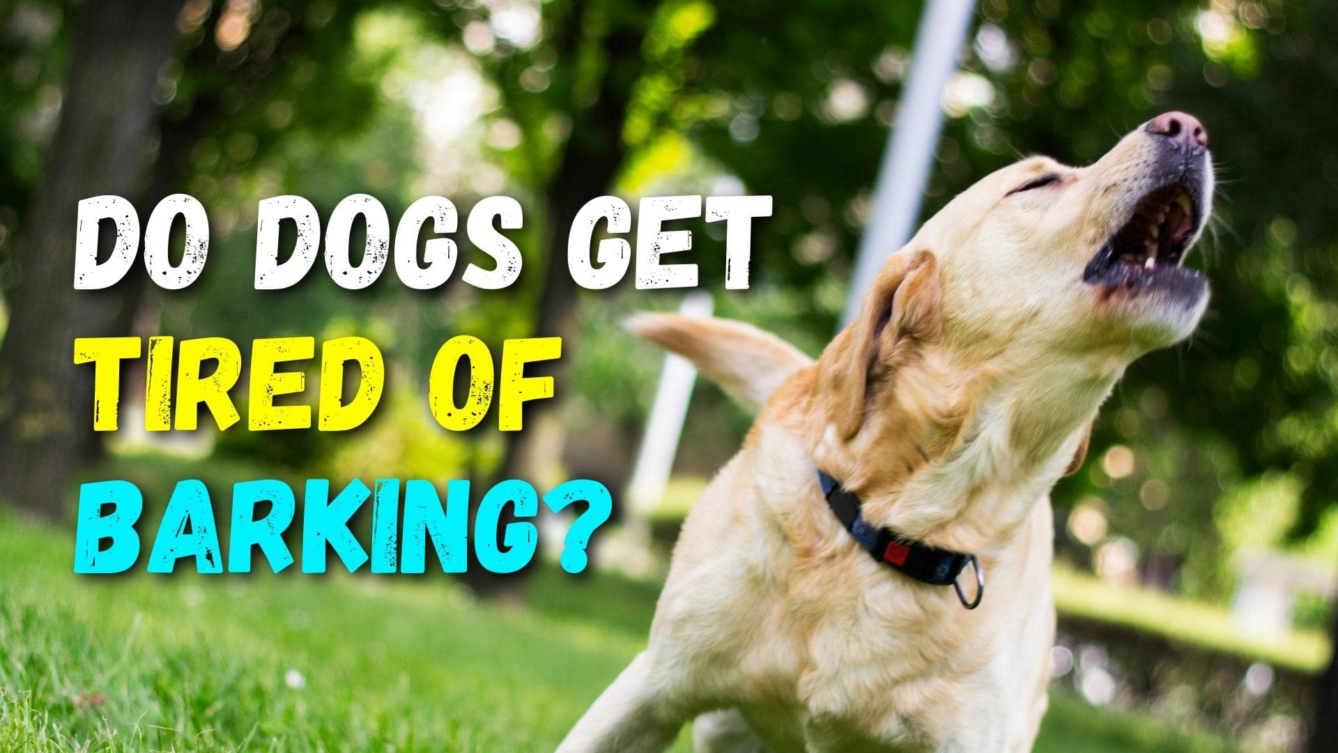 Do Dogs Get Tired Of Barking