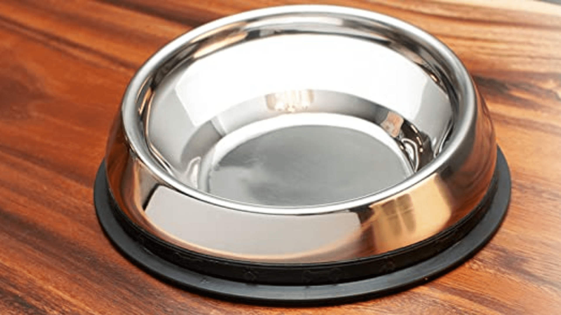 5 Best Dog Bowls For FlatFaced Dogs 2022 Guide)
