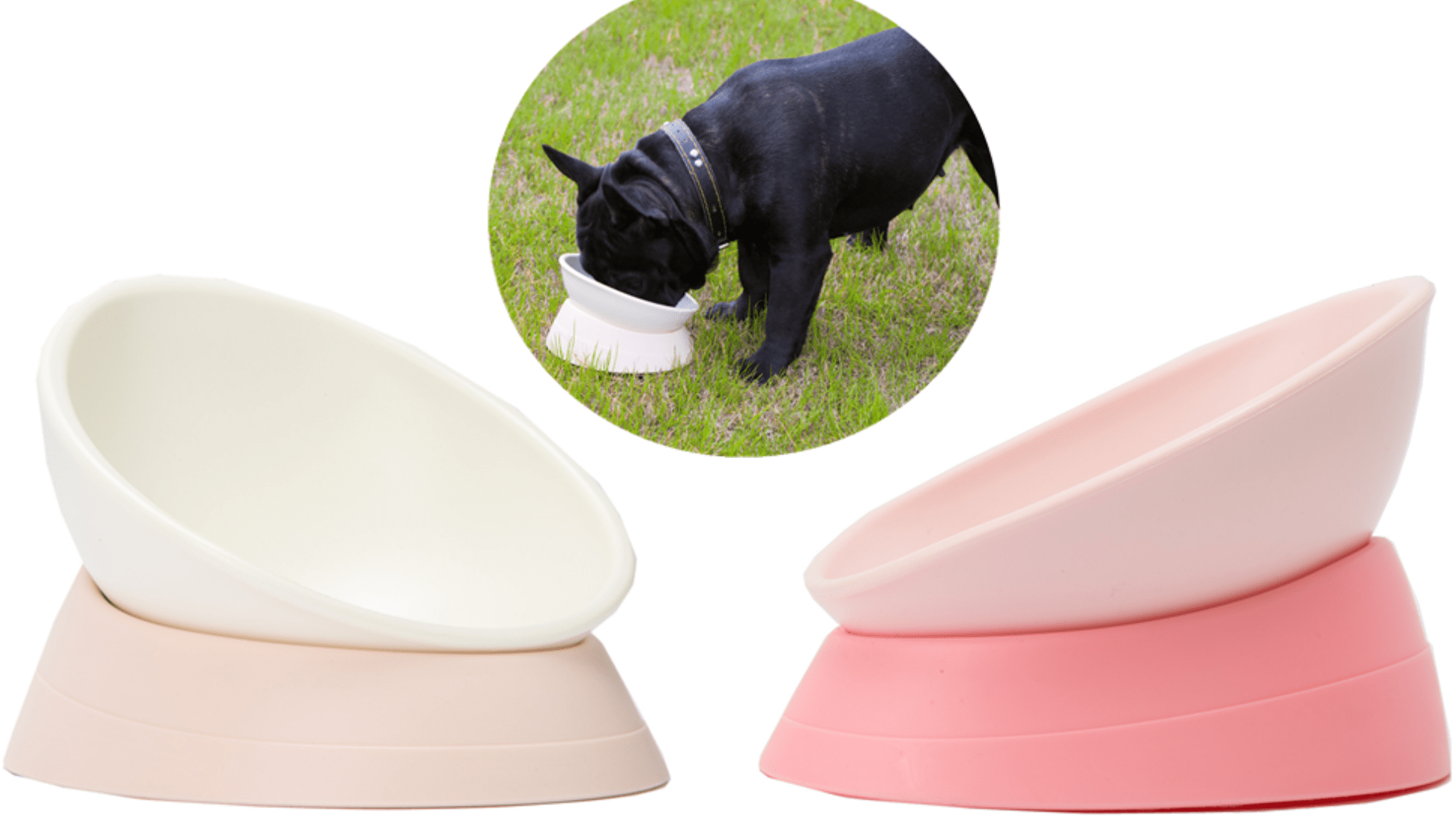 5 Best Dog Bowls For FlatFaced Dogs 2022 Guide)