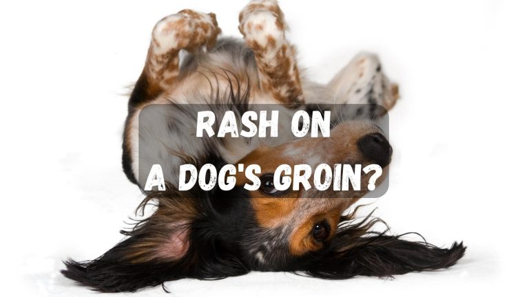 dog-rash-on-groin-why-it-happens-how-to-treat-it-fast