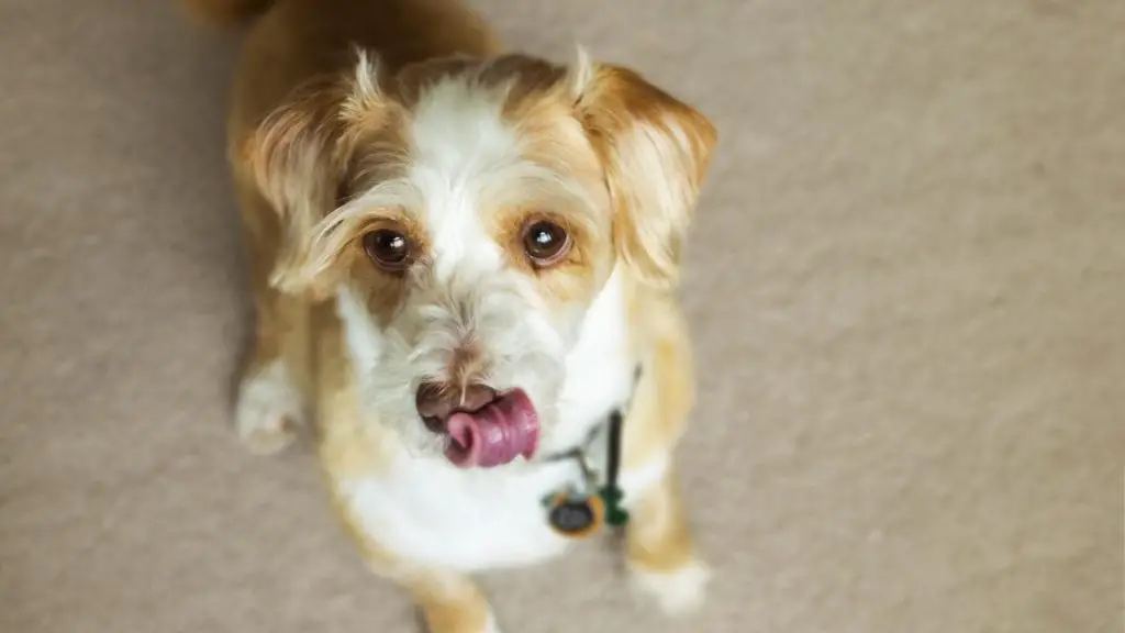 Dog Smacking Lips In Middle Of Night