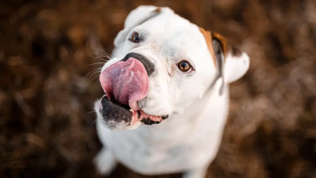 Dog Smacking Lips In Middle Of Night