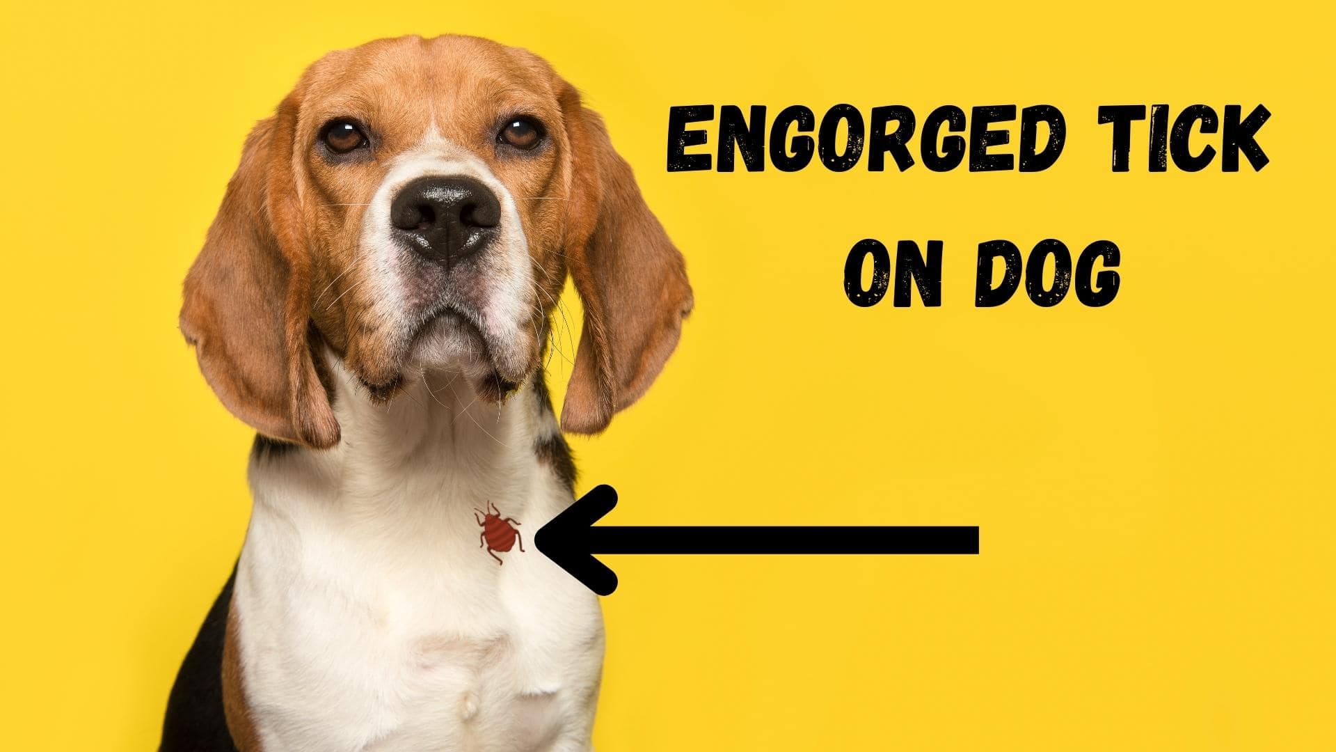 Engorged Tick On Dog | What To Do & How To Safely Remove It
