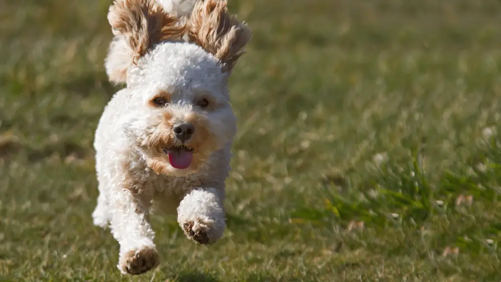 F1 Cavapoo