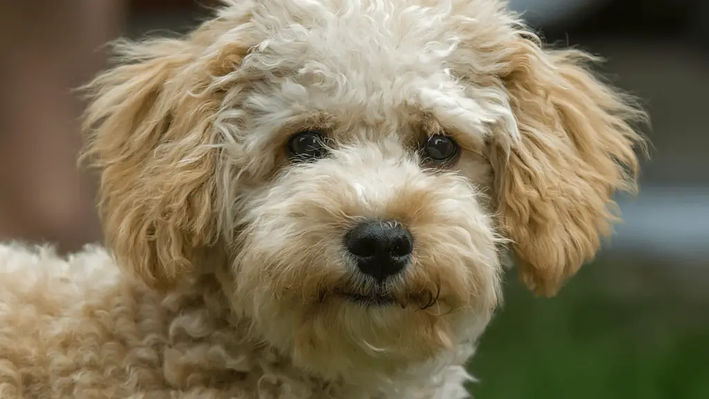 F1 Cavapoo