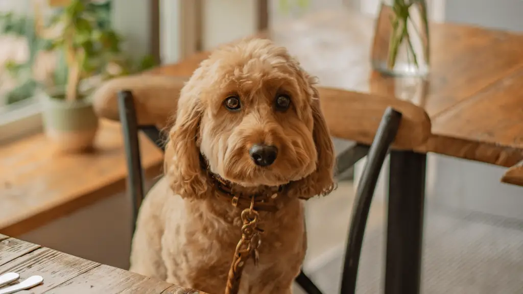 F1 Cavapoo