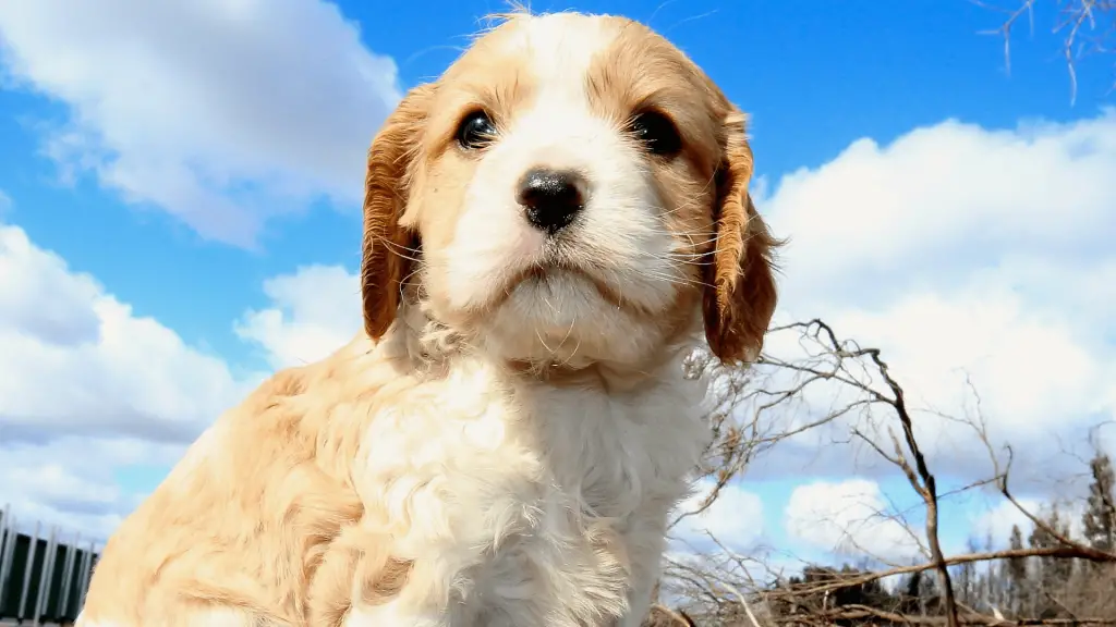 F1 Cavapoo puppy