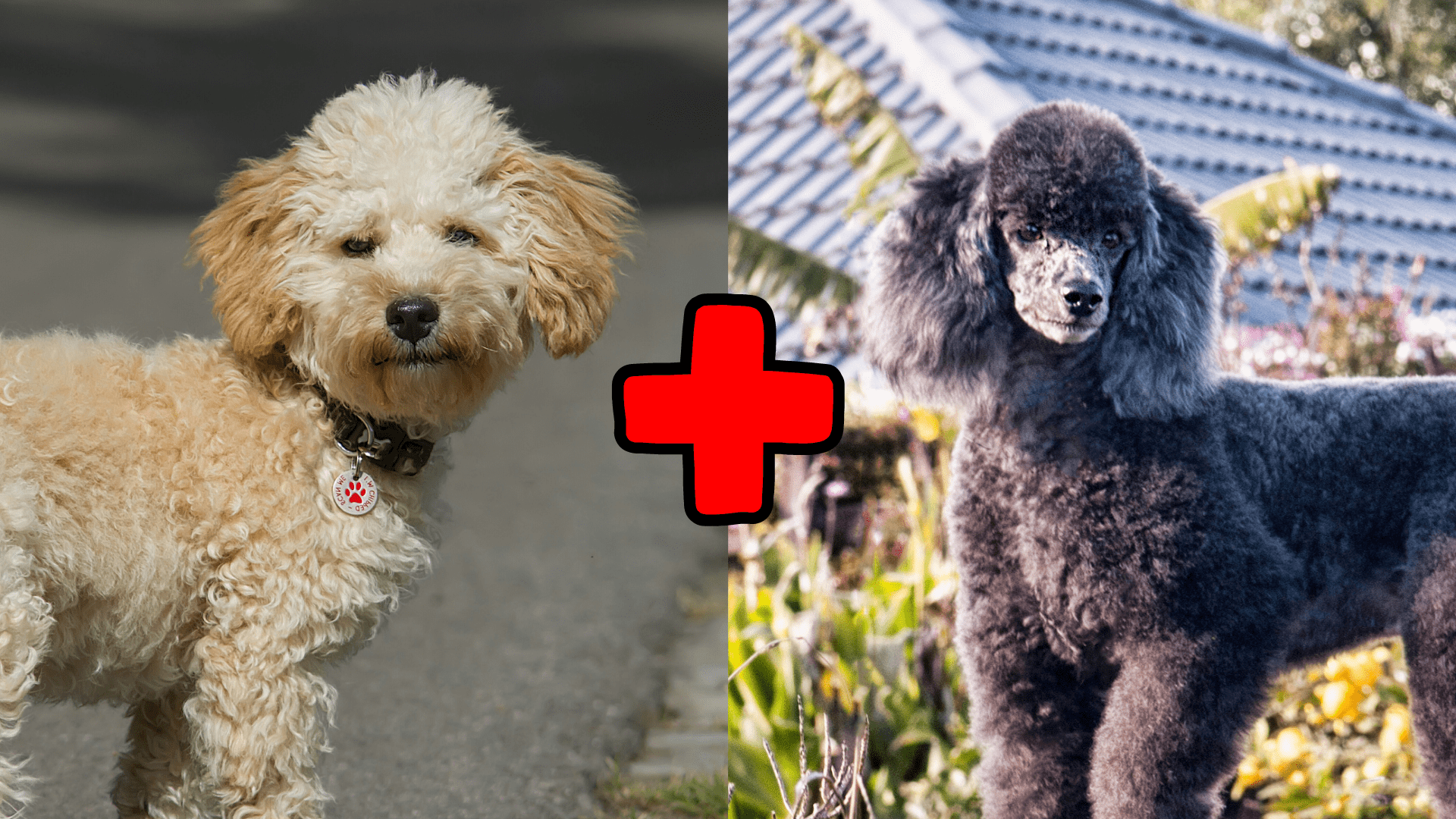 What’s An F1b Cavapoo? Generation Guide & Comparisons