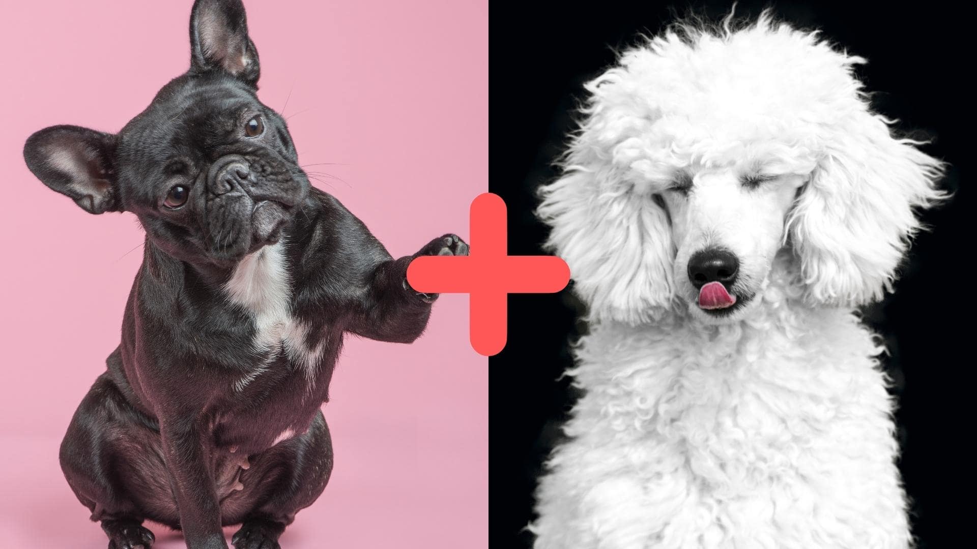 French Bulldog Poodle Mix (AKA French Boodle): Breed Guide