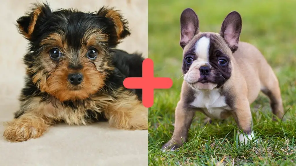 French Bulldog Yorkie Mix