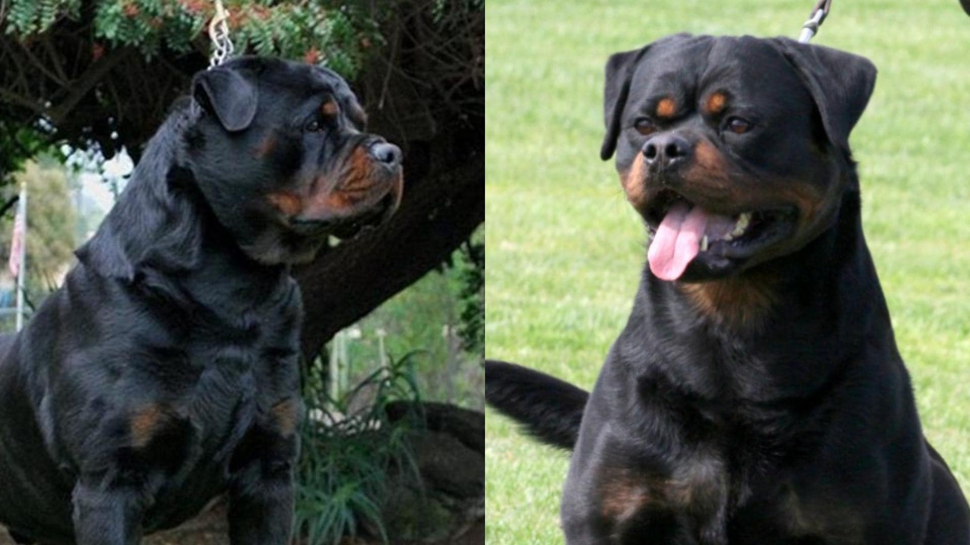 Siberian Rottweiler: Complete Breed Guide With Comparisons