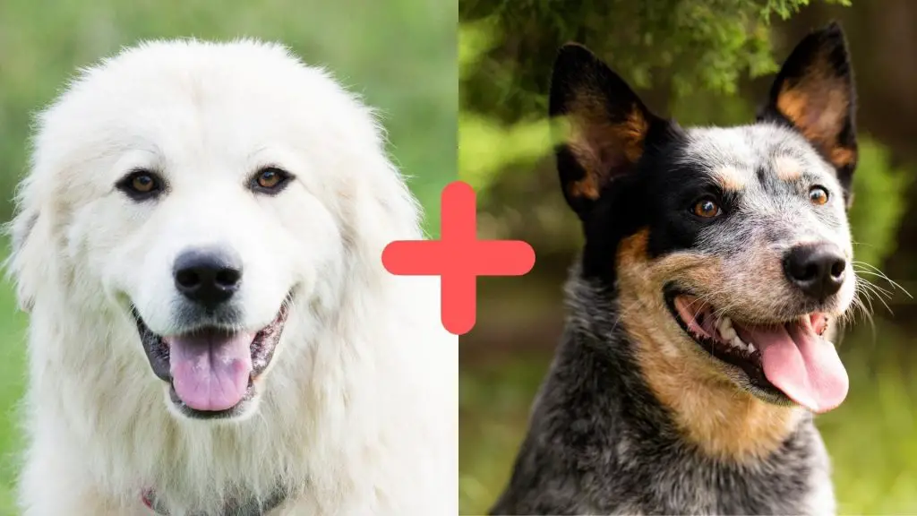 Great Pyrenees Blue Heeler Mix (AKA The Pyrenees Heeler)