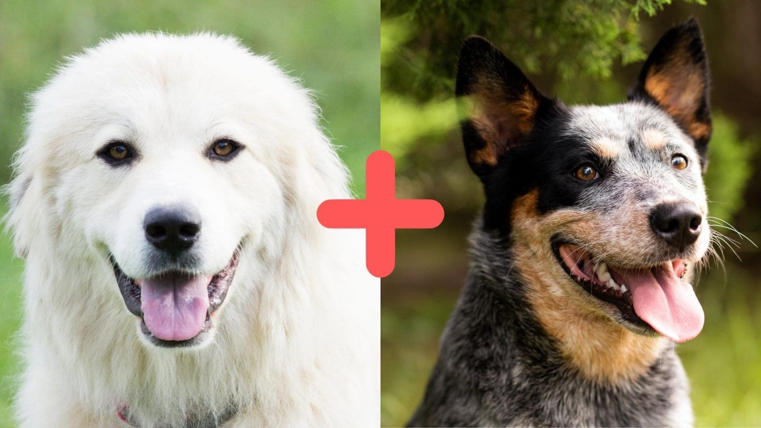 Blue Heeler And Great Pyrenees Mix