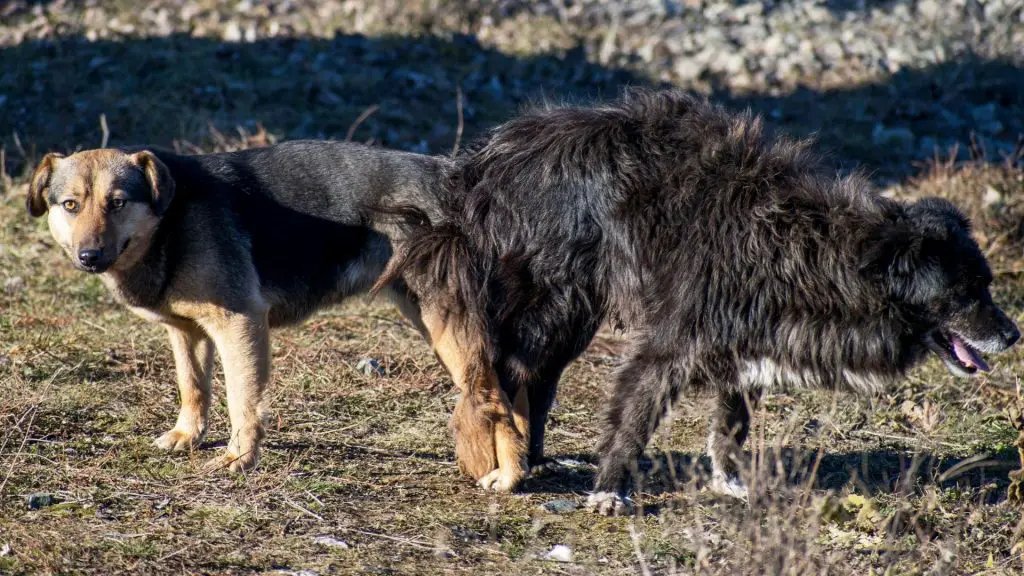 dogs stuck from mating