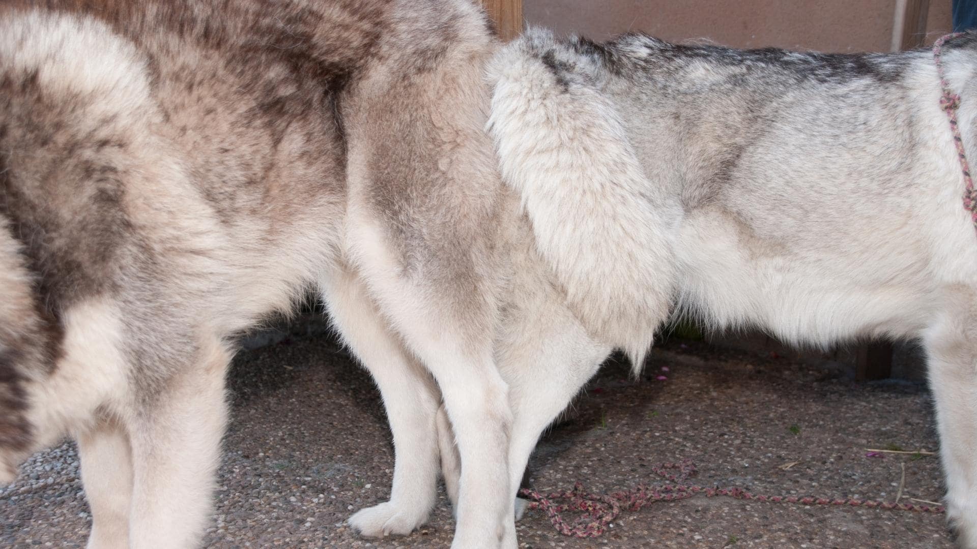 How To Get Dogs Unstuck Fast & Safely After Mating