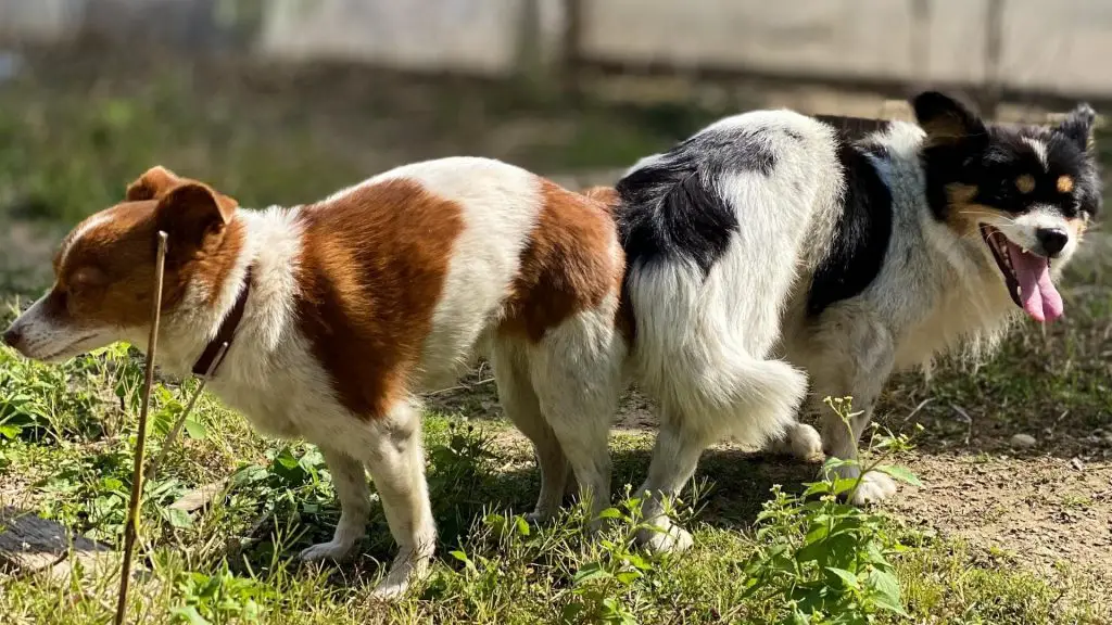 How To Get Dogs Unstuck Fast 