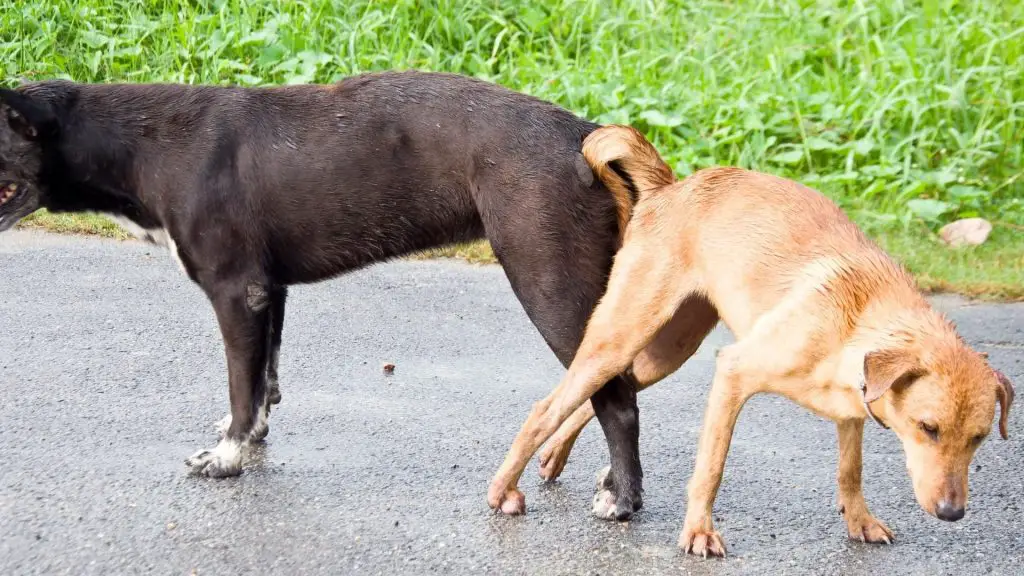 How To Get Dogs Unstuck