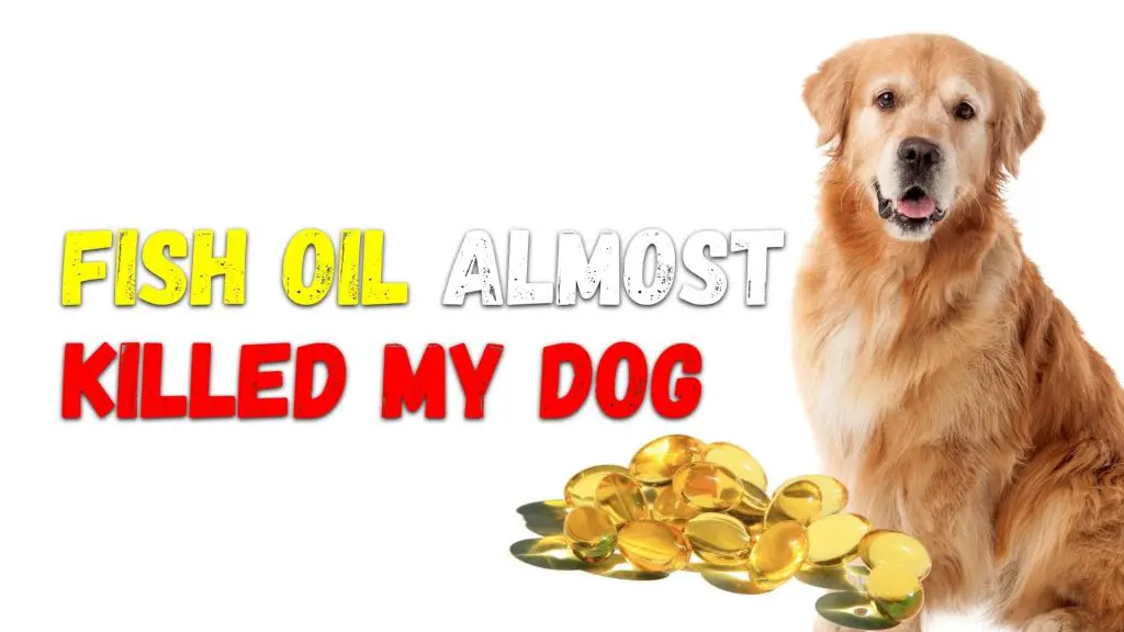 I Almost Killed My Dog With Fish Oil