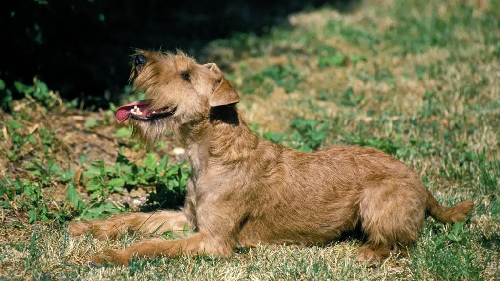Irish Terrier- small dog with wiry hair