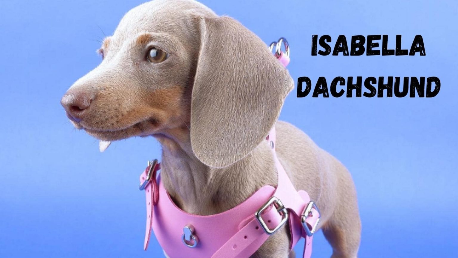 Isabella Dachshund Everything You Need To Know
