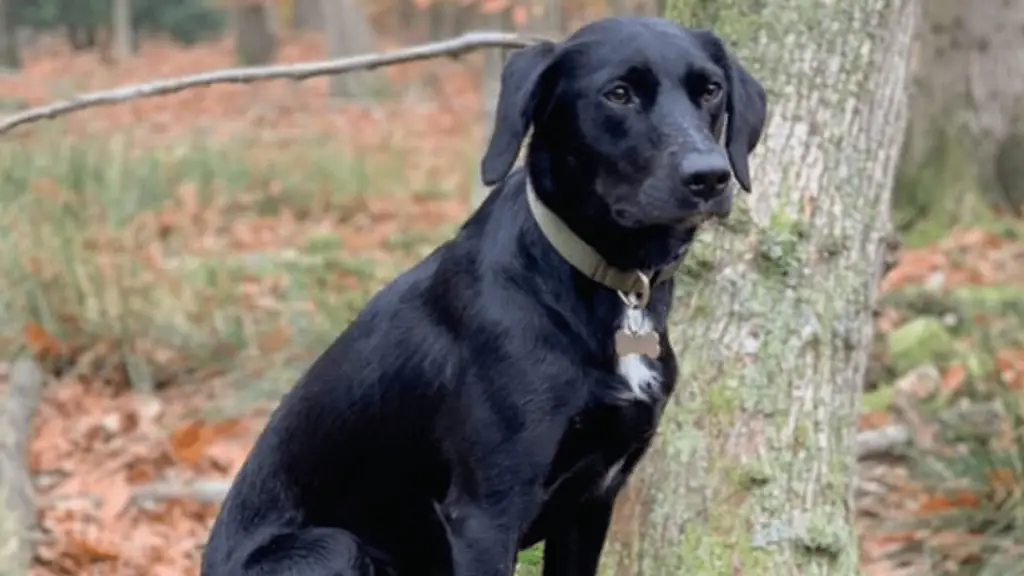 Kelpie Lab Mix