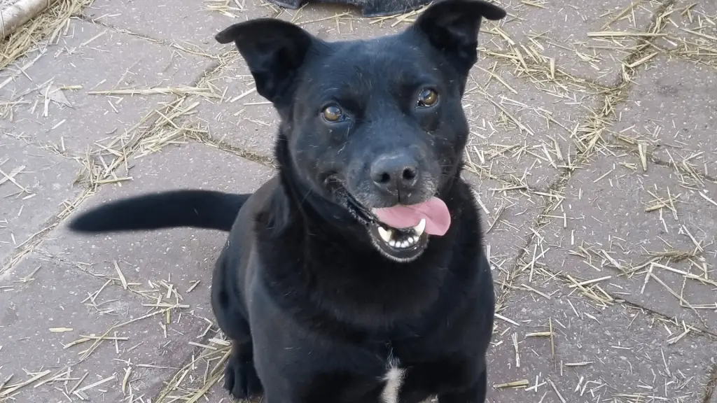 Kelpie Lab Mix