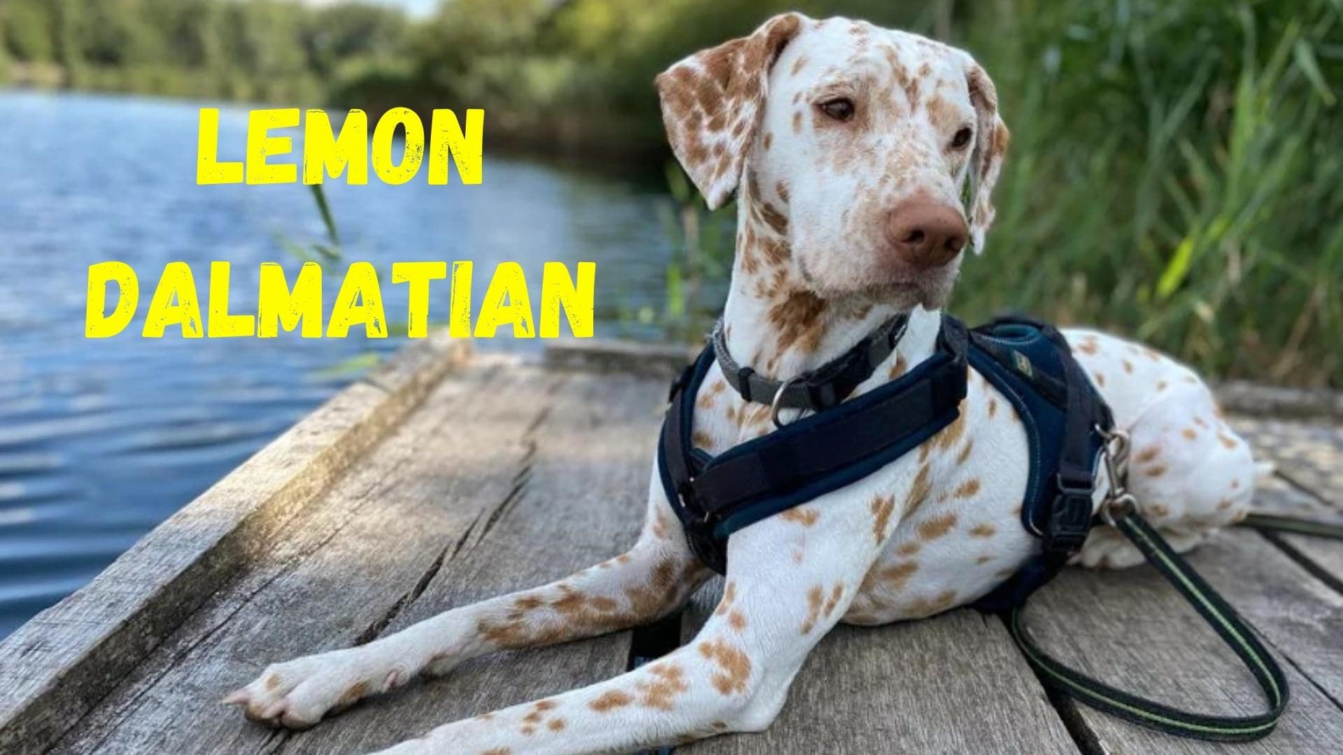 Lemon Dalmatian