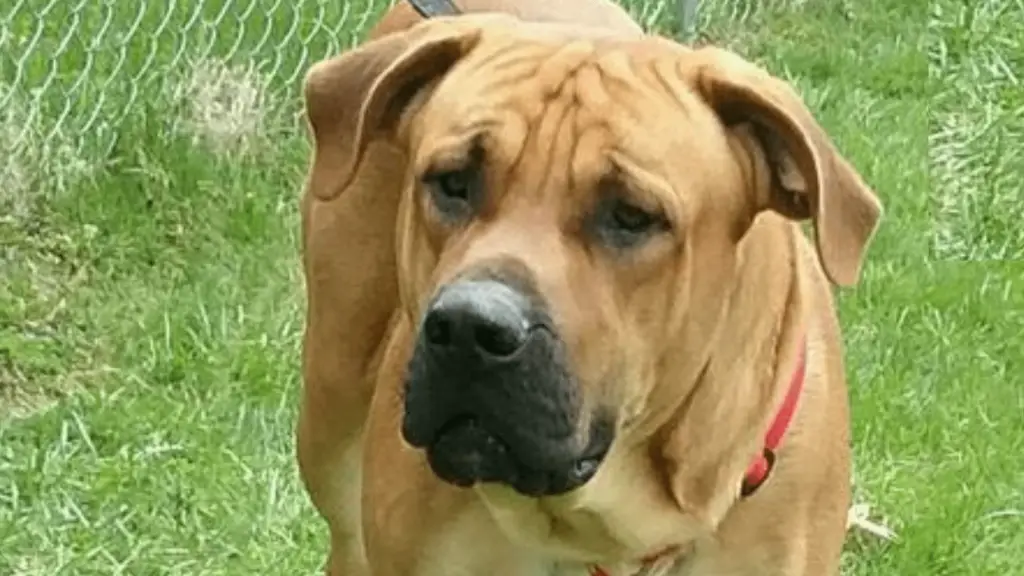 Mastiff Bloodhound Mix