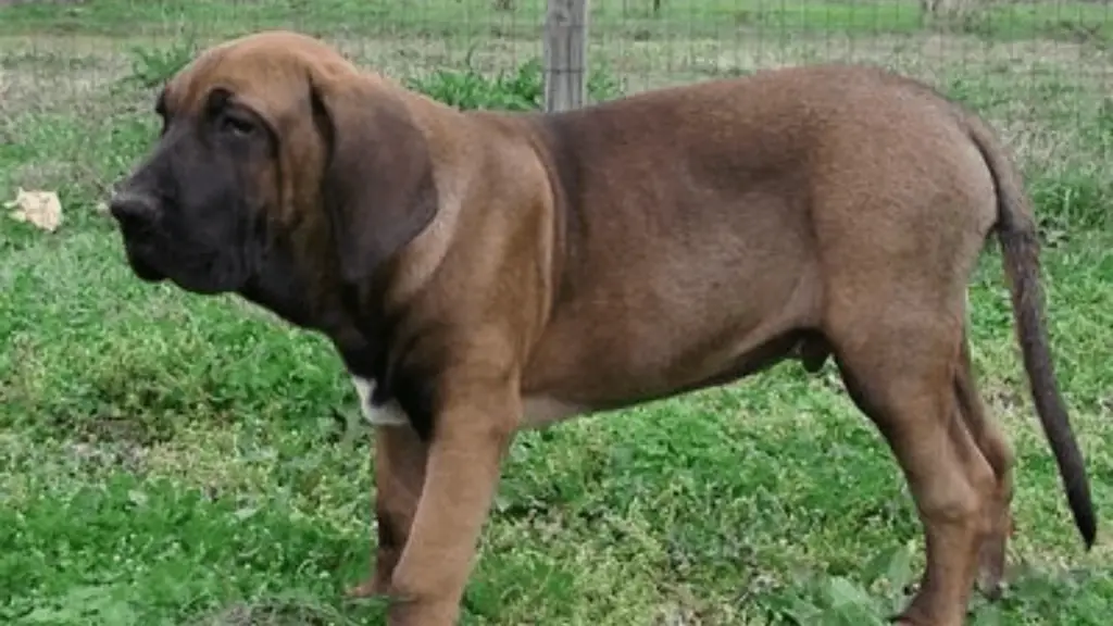 Mastiff Bloodhound Mix