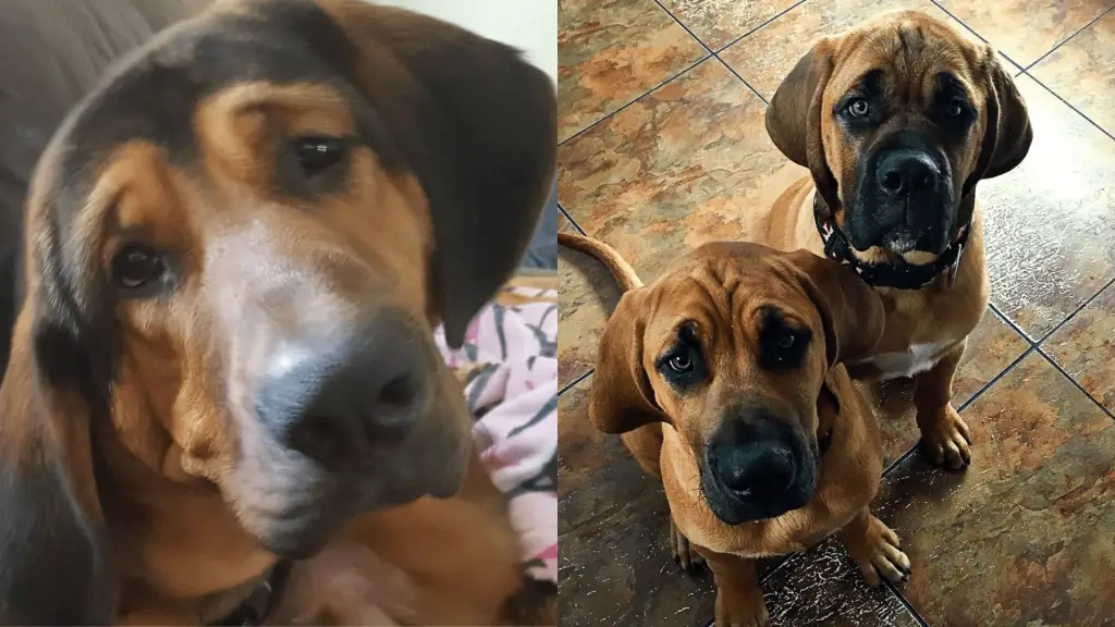 Mastiff Bloodhound Mix