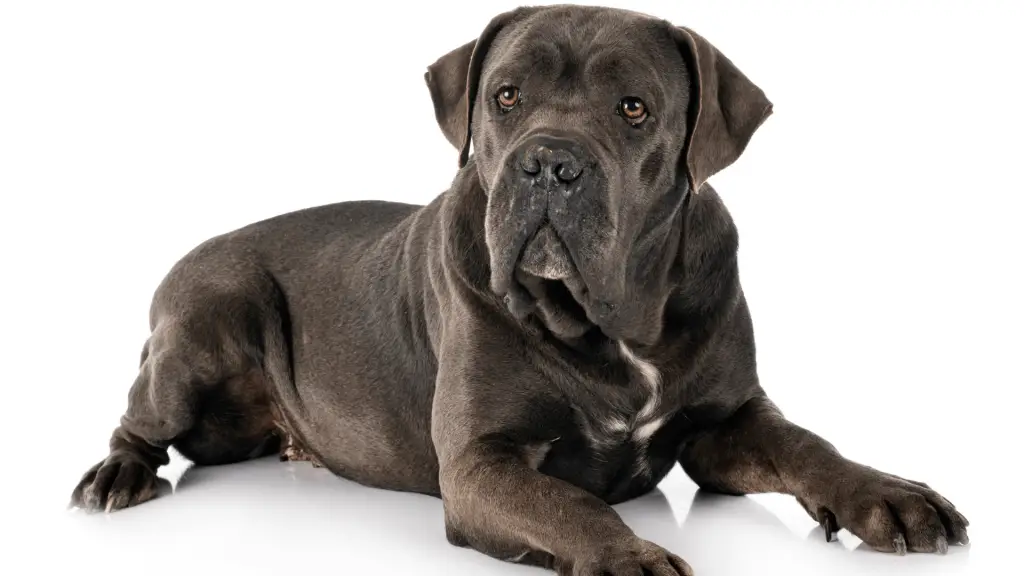 Mastiff