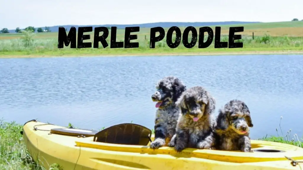 Merle Poodle