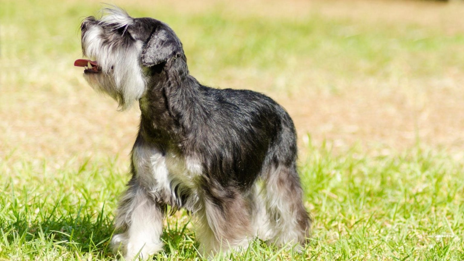 11+ Small Dogs With Wiry Hair (With Pictures)