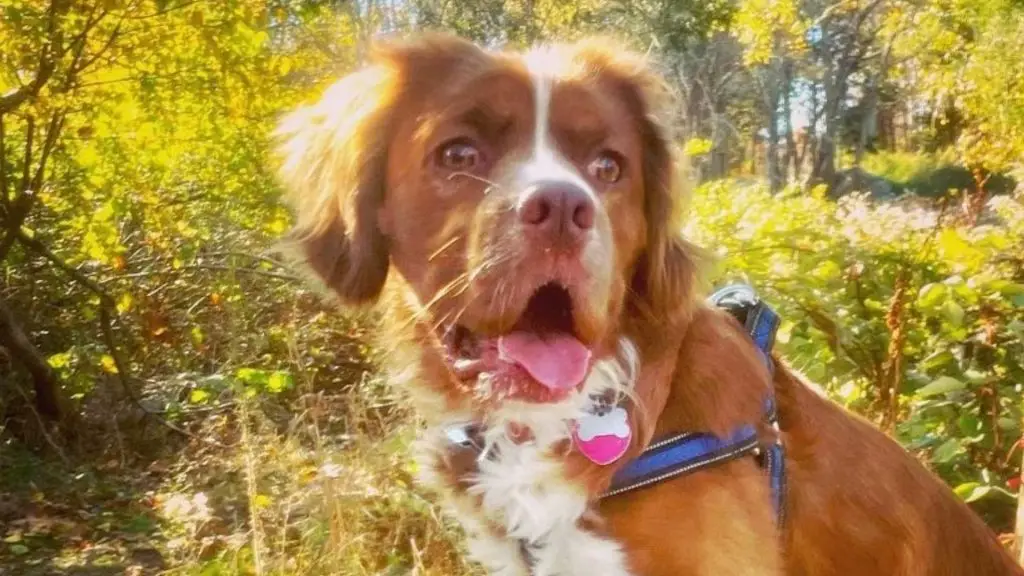 Pit Bull Cocker Spaniel Mix